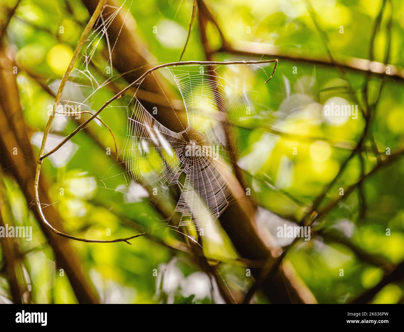 Spinnennetz mit Bäumen im Naturschutzgebiet von puerto rico humacao. Friedliches und schönes Hotel Stockfoto