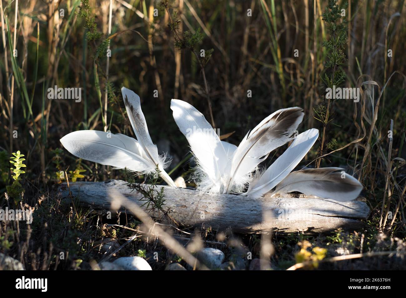 Weiße Federn verbunden mit natürlich abgenutzten Holzstäbchen auf Grasboden gelegt. Stockfoto