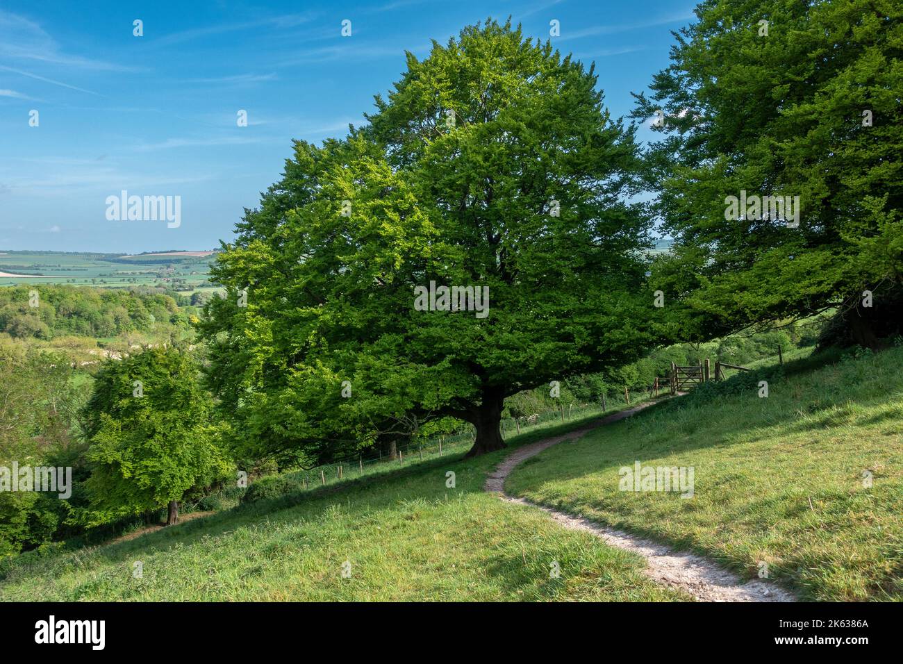 Blick vom Beacon Hill in Richtung Exton mit Blick auf den South Downs Way in Hampshire, England, Großbritannien Stockfoto
