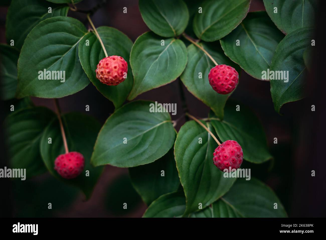 Kousa, Kousa Dogwood, chinesisch-koreanischer japanischer Dogwood. Nahaufnahme von leuchtend roten Herbstfrüchten auf dem Cornus kousa Baum im Garten Stockfoto