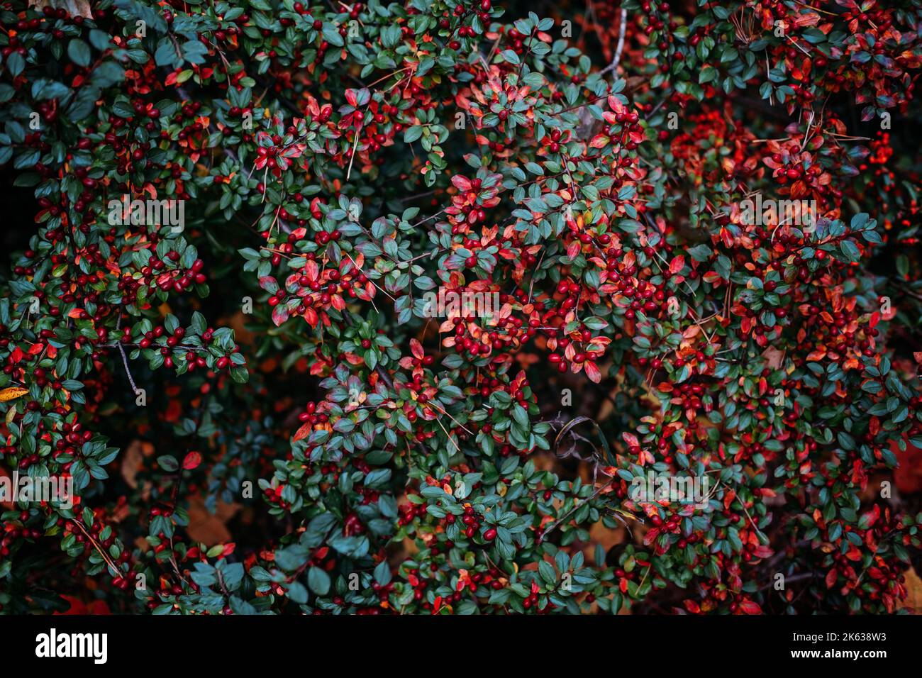 Herbst Herbst Beeren Hintergrund. Cotoneaster horizontalis, Steinspray-Cotoneaster-Pflanze mit reifen roten Beeren. Früchte der Zwergmedlar, Cotoneaster Stockfoto