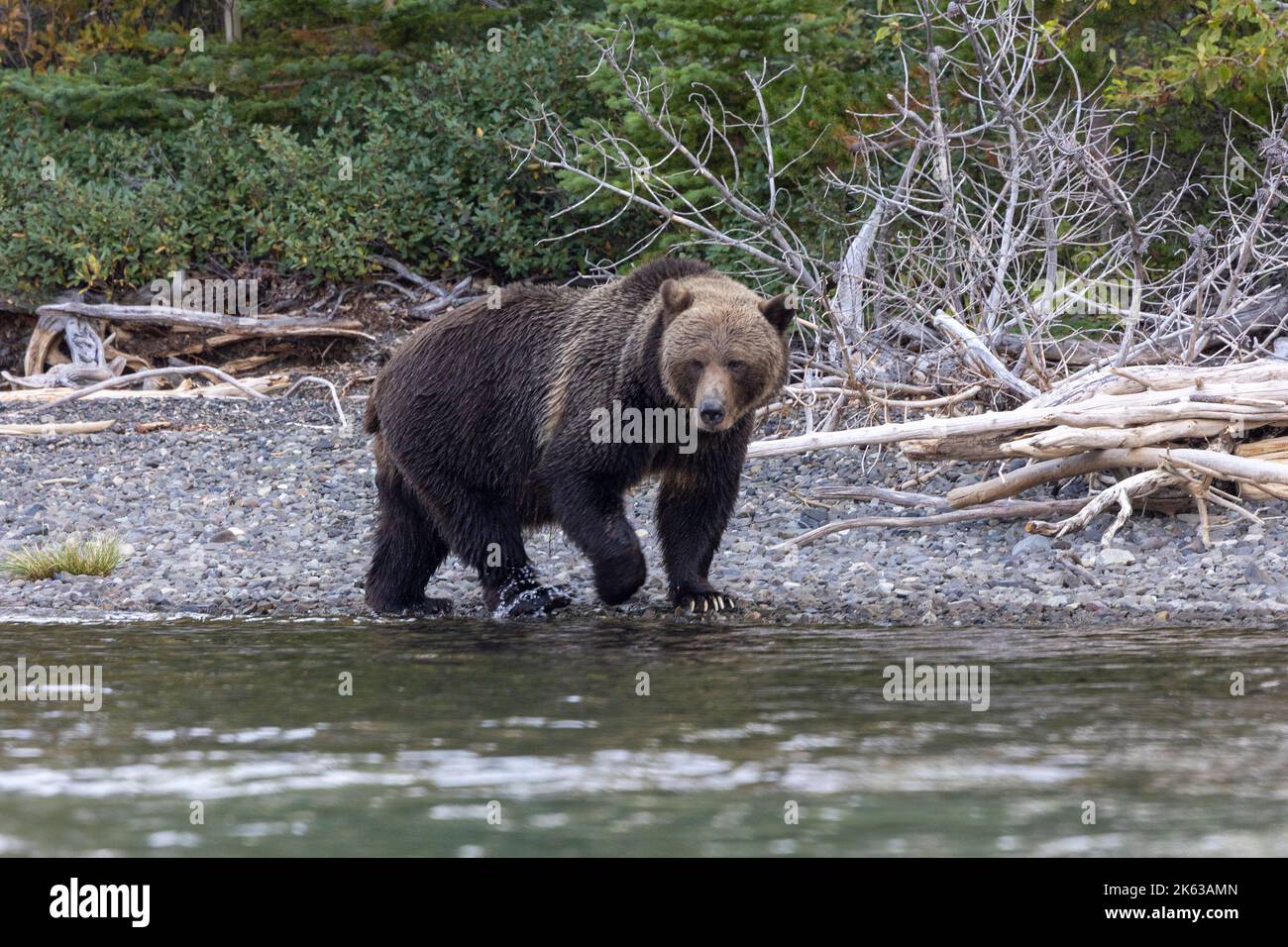 Grizzly Bären entlang des Chilko River Stockfoto