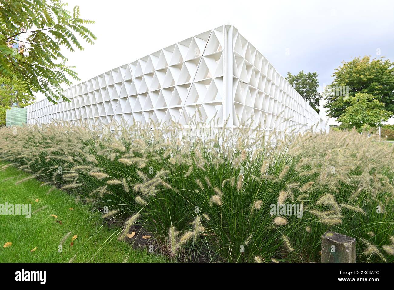 Schöne Pennisetum Gräser in einem Herbstgarten. Stockfoto