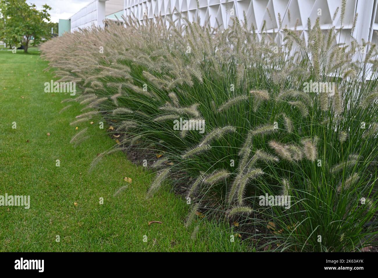 Schöne Pennisetum Gräser in einem Herbstgarten. Stockfoto