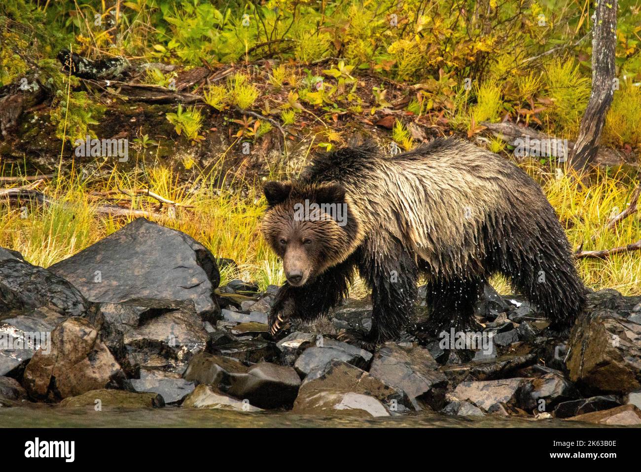 Grizzlybär, der am Fluss entlang läuft Stockfoto