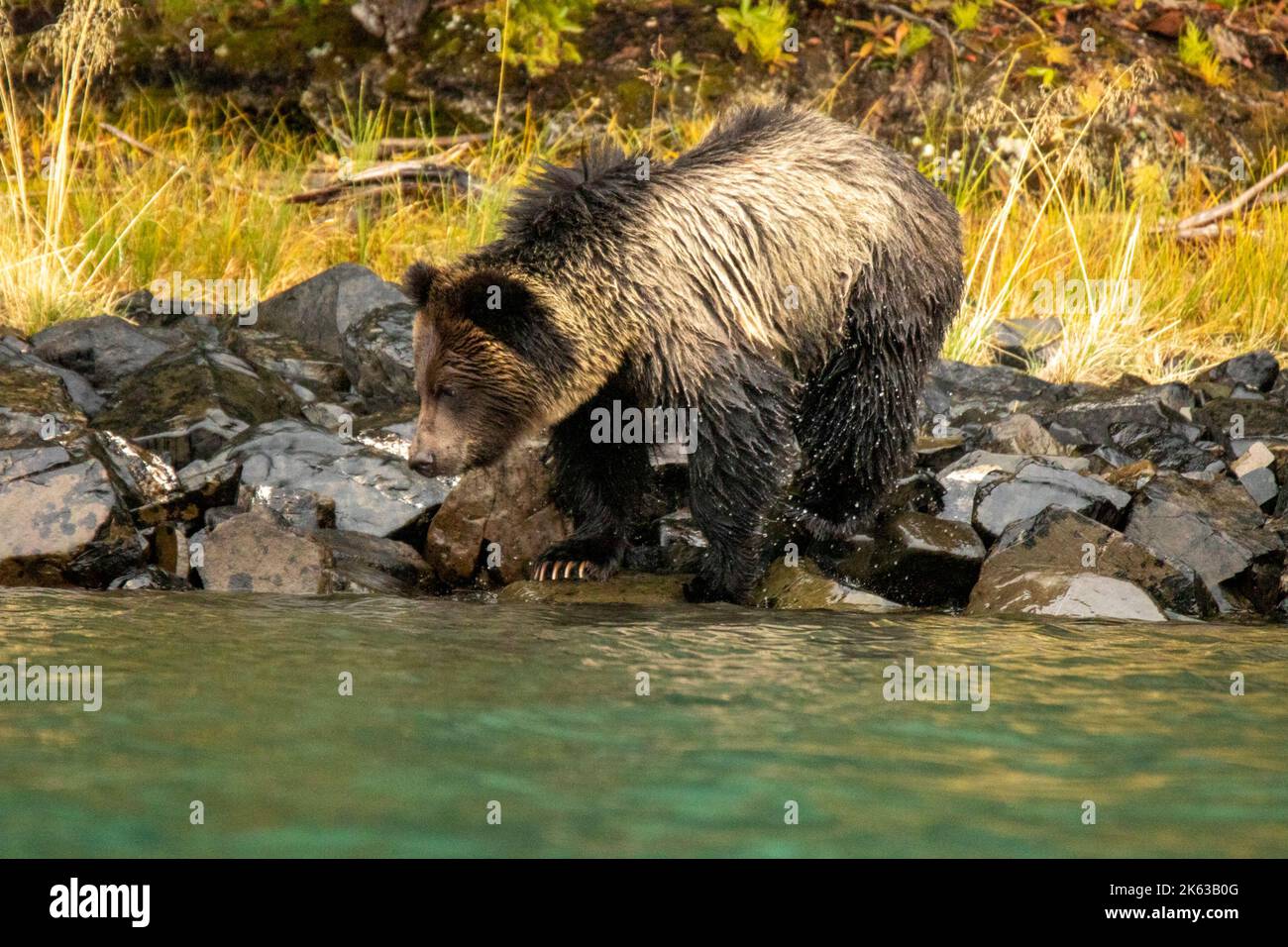 Grizzlybär, der am Fluss entlang läuft Stockfoto