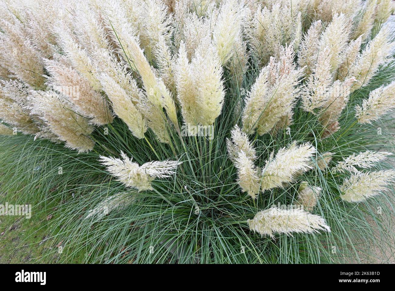 Schöne Cortaderia Gräser in einem Herbstgarten. Stockfoto