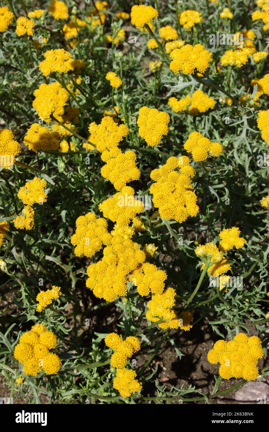 Lonas annua (Gelbes Ageratum) im Garten. Stockfoto