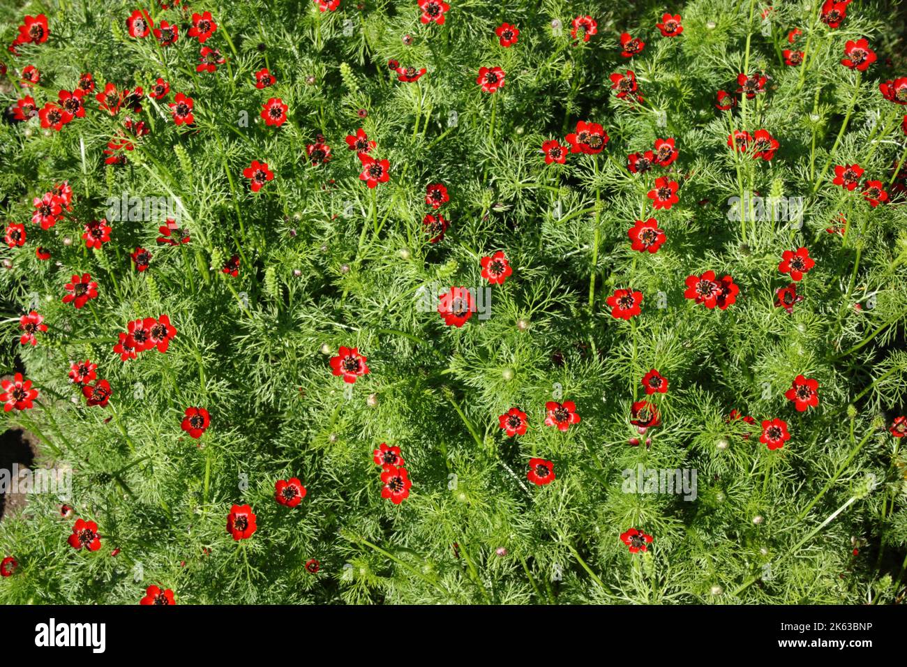 Im Garten befindet sich das Auge des Fäusters (Adonis aestivalis). Stockfoto