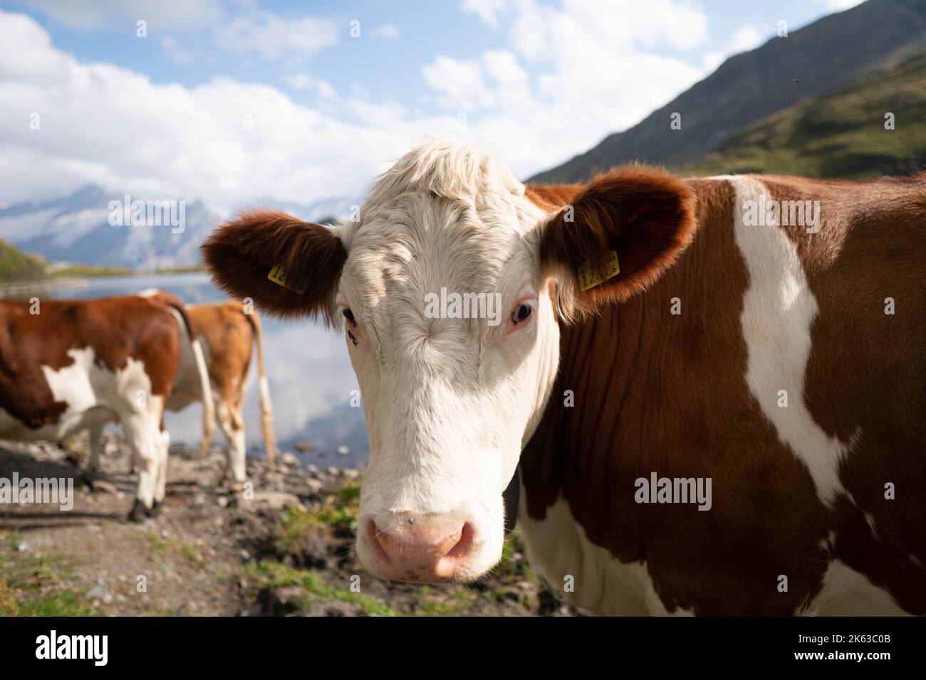 Kuh auf der Alpwiese. Jungfrau Region, Schweiz Stockfoto