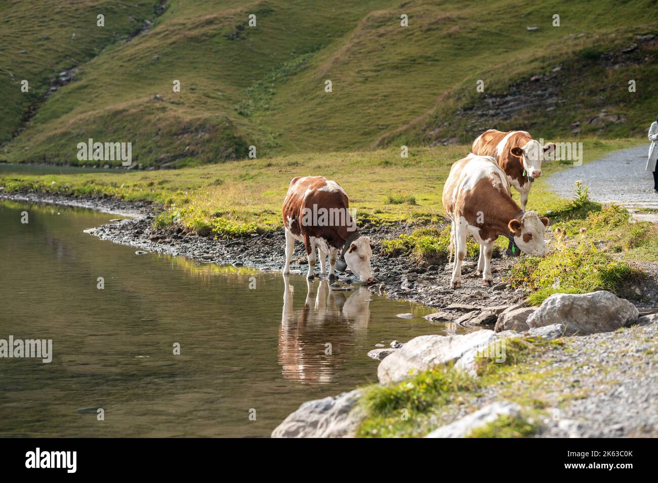 Kuh auf der Alpwiese. Jungfrau Region, Schweiz Stockfoto