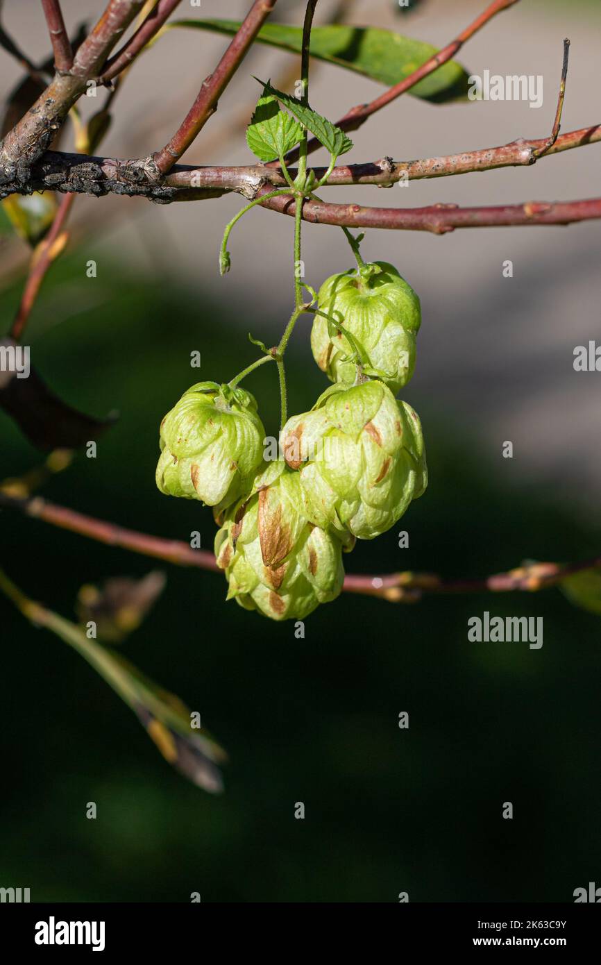 Hopfenzapfen (Humulus lupulus) in wilder Form auf einem Busch im Herbst Stockfoto