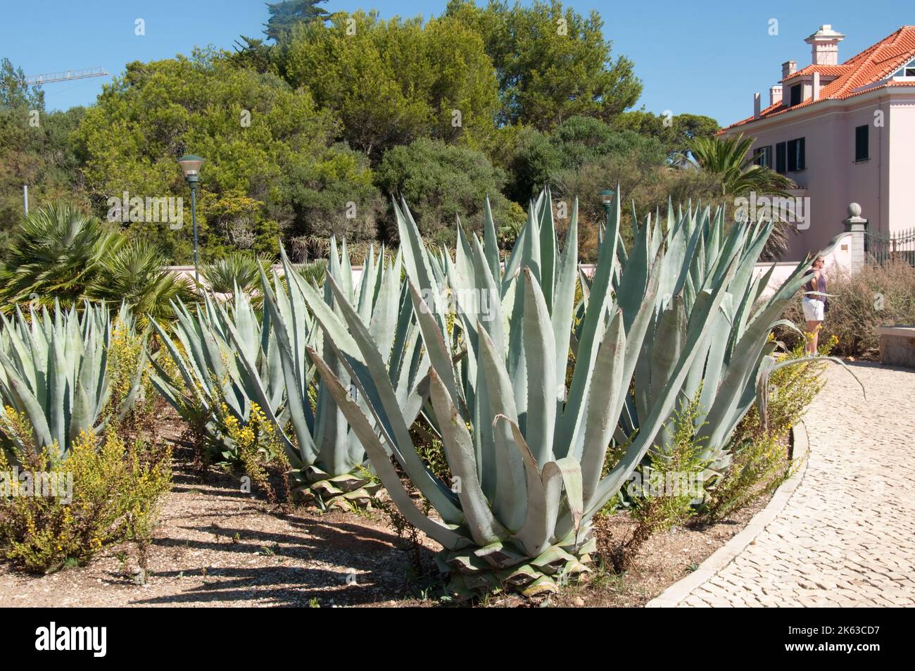 Garten mit exotischen Pflanzen, Cascais, Portugal. Aloe Vera und andere Pflanzen, die den langen, trockenen Sommer in dieser Gegend aushalten können. Stockfoto