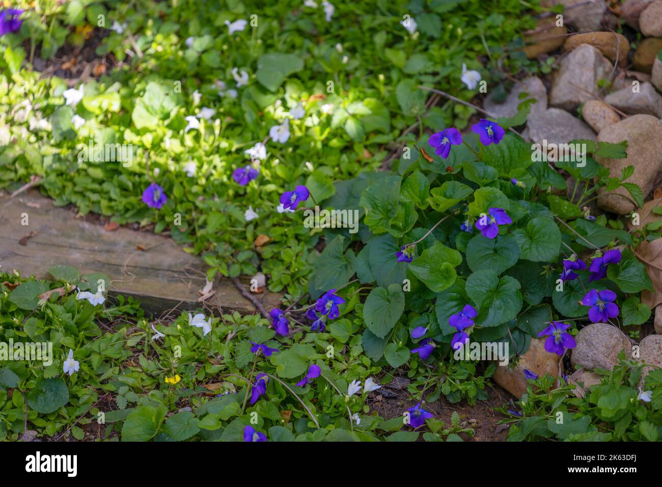 Wildpflanzen bedecken den Boden in dieser natürlichen Umgebung. Stockfoto