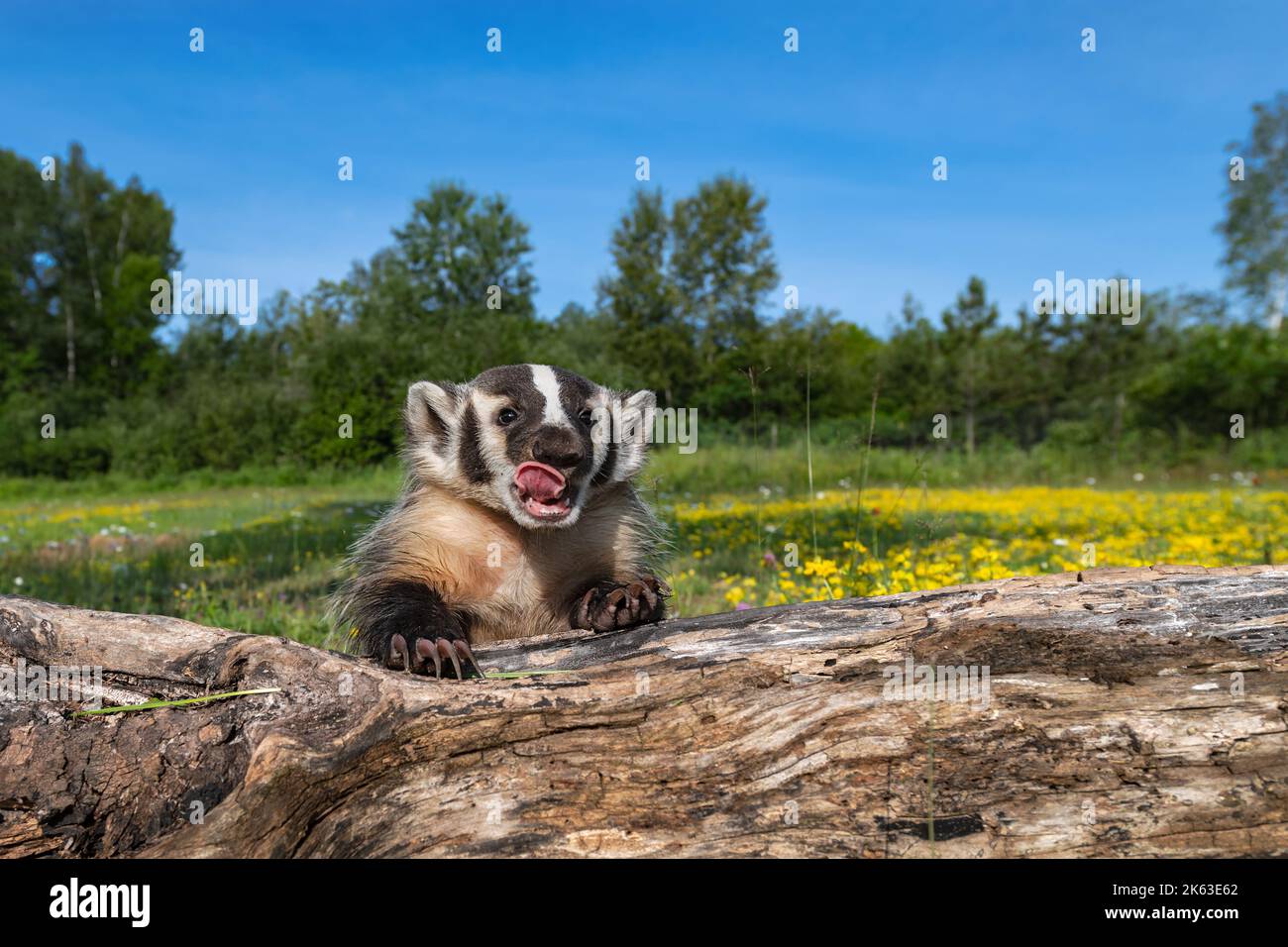 North American Badger (Taxidea Taxus) Cub lehnt sich über Log leckt im Gesicht Sommer - Gefangener Tier Stockfoto