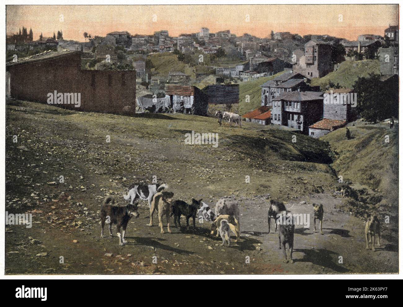 Streunende Hunde aus Istanbul, Türkei. Datum: 1890s Stockfoto