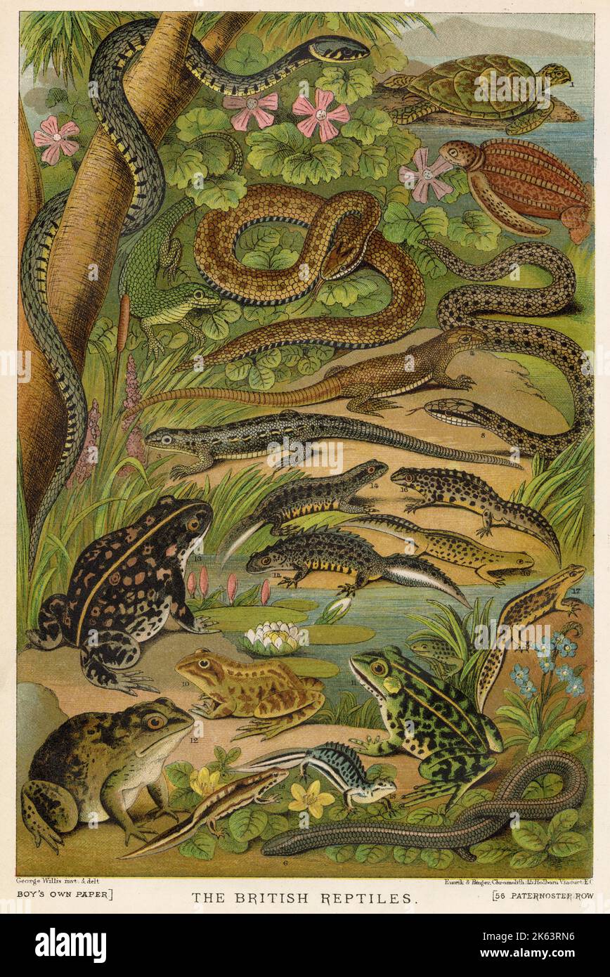 Auswahlseite britischer Reptilien. Datum: 1881 Stockfoto