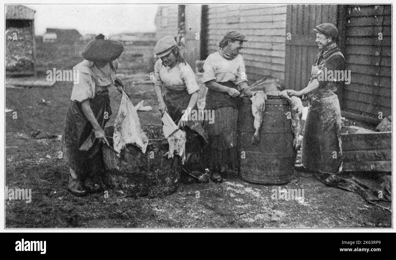 Eine Gruppe Frauen, die über ein paar Fässern stehen und Fische putzen. Stockfoto