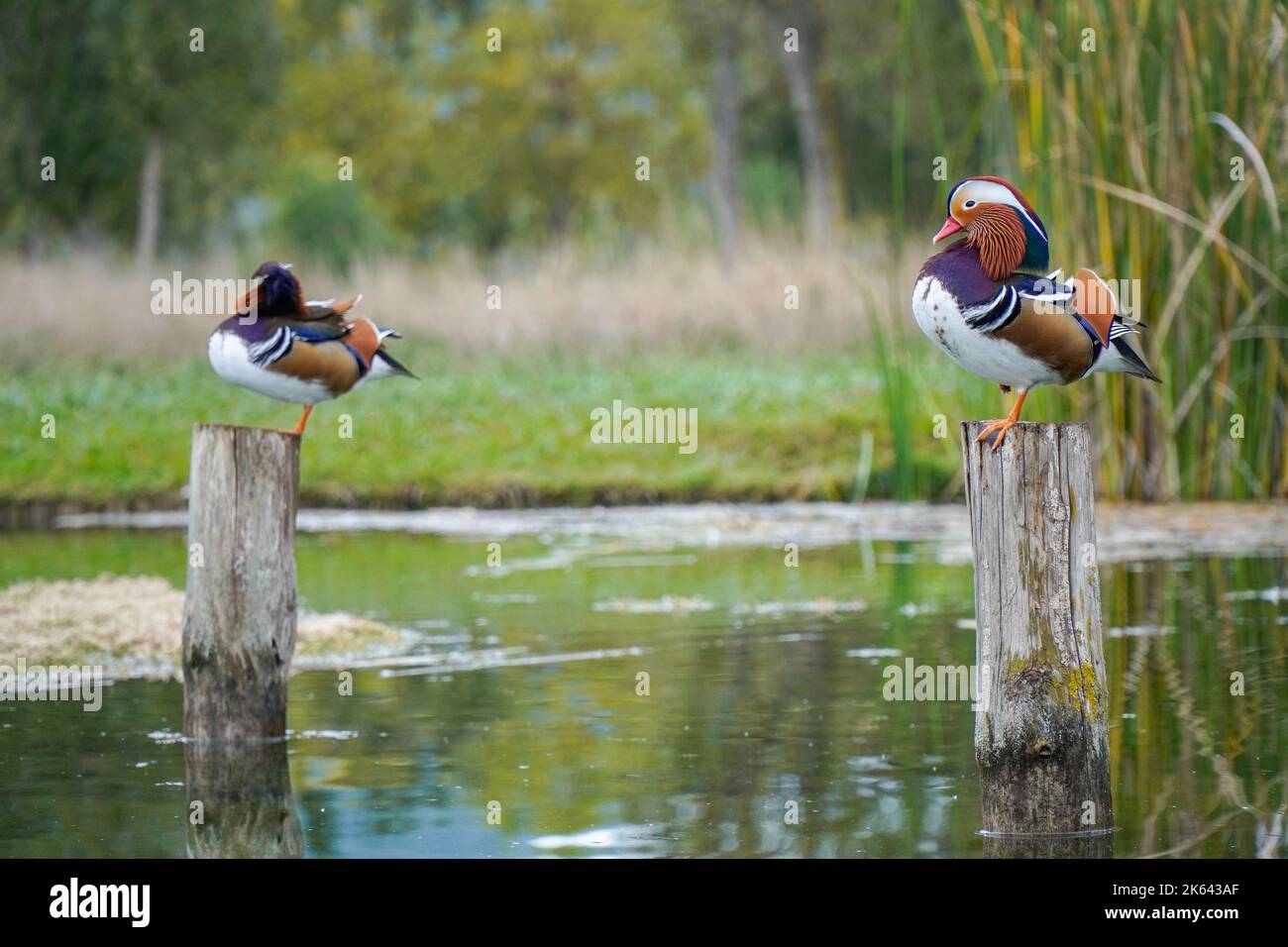Zwei männliche Mandarinenten auf einem Holzpfosten in einem See Stockfoto