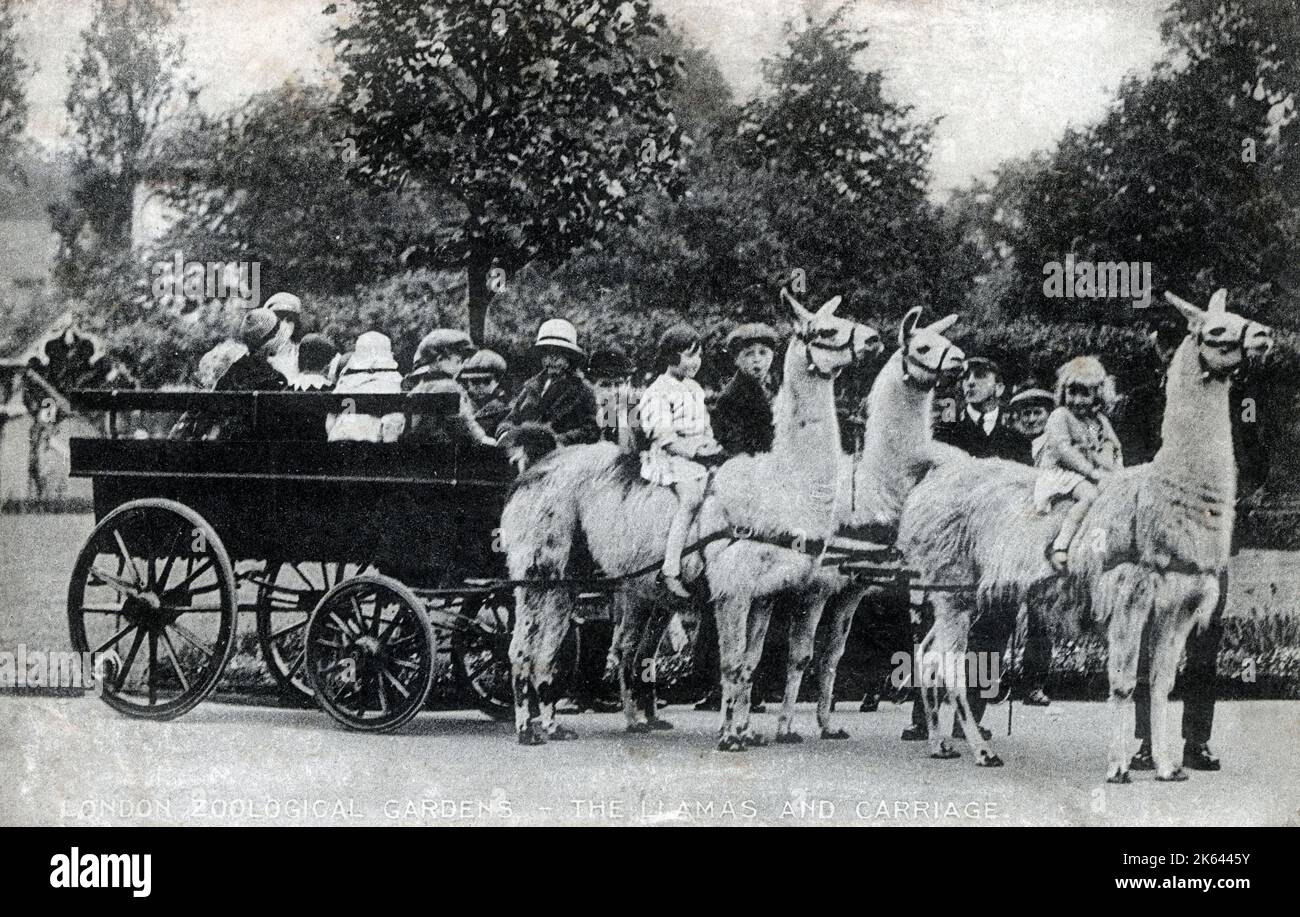 Die Llama Carriage in den Zoologischen Gärten von London. Datum: 1924 Stockfoto