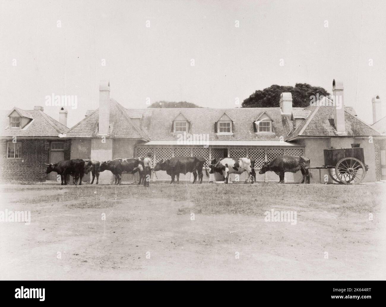 Vintage 19. Jahrhundert Foto: Farm Szene - Rinder und Wagen Coolangatta. Coolangatta ist ein historisches Gebiet in Australien, am Nordufer des Shoalhaven River an der Südküste von New South Wales. Stockfoto
