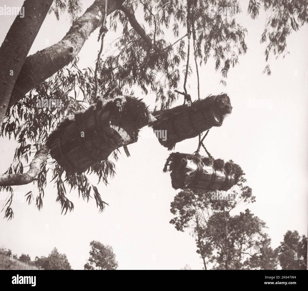 1940s Ostafrika - Uganda - Wildbienenstöcke Ankole-Foto eines während des Zweiten Weltkriegs in Ostafrika und im Nahen Osten stationierten britischen Armeeanwärters Stockfoto