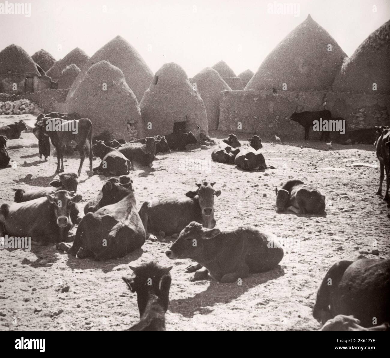 1943 Syrien - Kafer oder Kafr Halab - Dorf mit traditionellen Schlammbienenhäusern, fotografiert von einem während des Zweiten Weltkriegs in Ostafrika und im Nahen Osten stationierten Rekrutierungsbeamten der britischen Armee Stockfoto