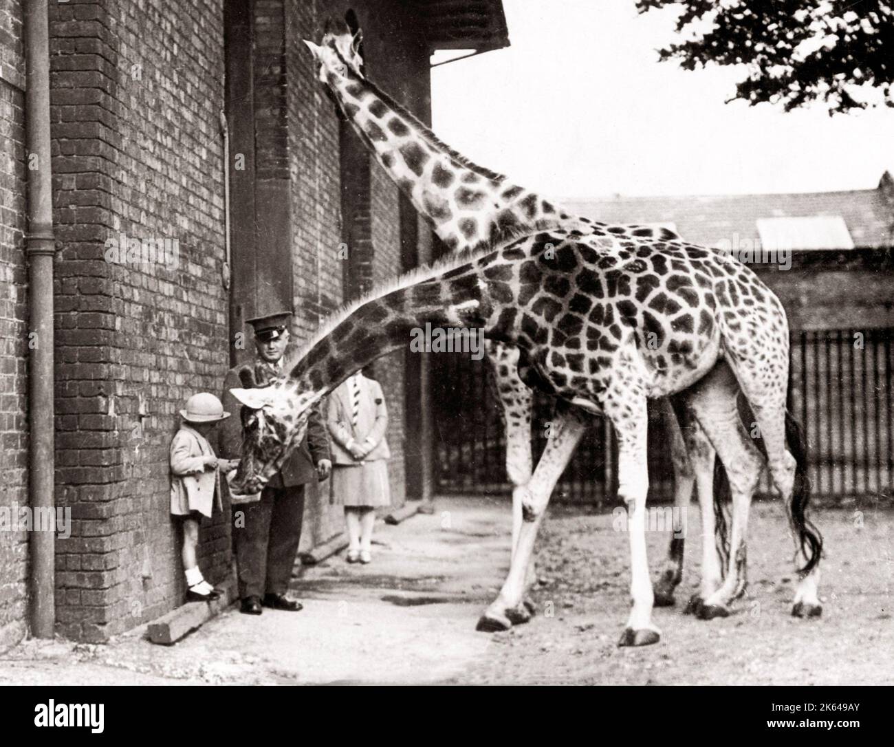 1930 drücken Sie die Taste Foto - füttern Giraffen im Zoo von London. Stockfoto