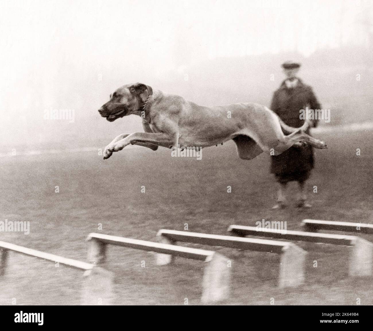 Hund in vollem Flug über Hürden, 1933 Stockfoto
