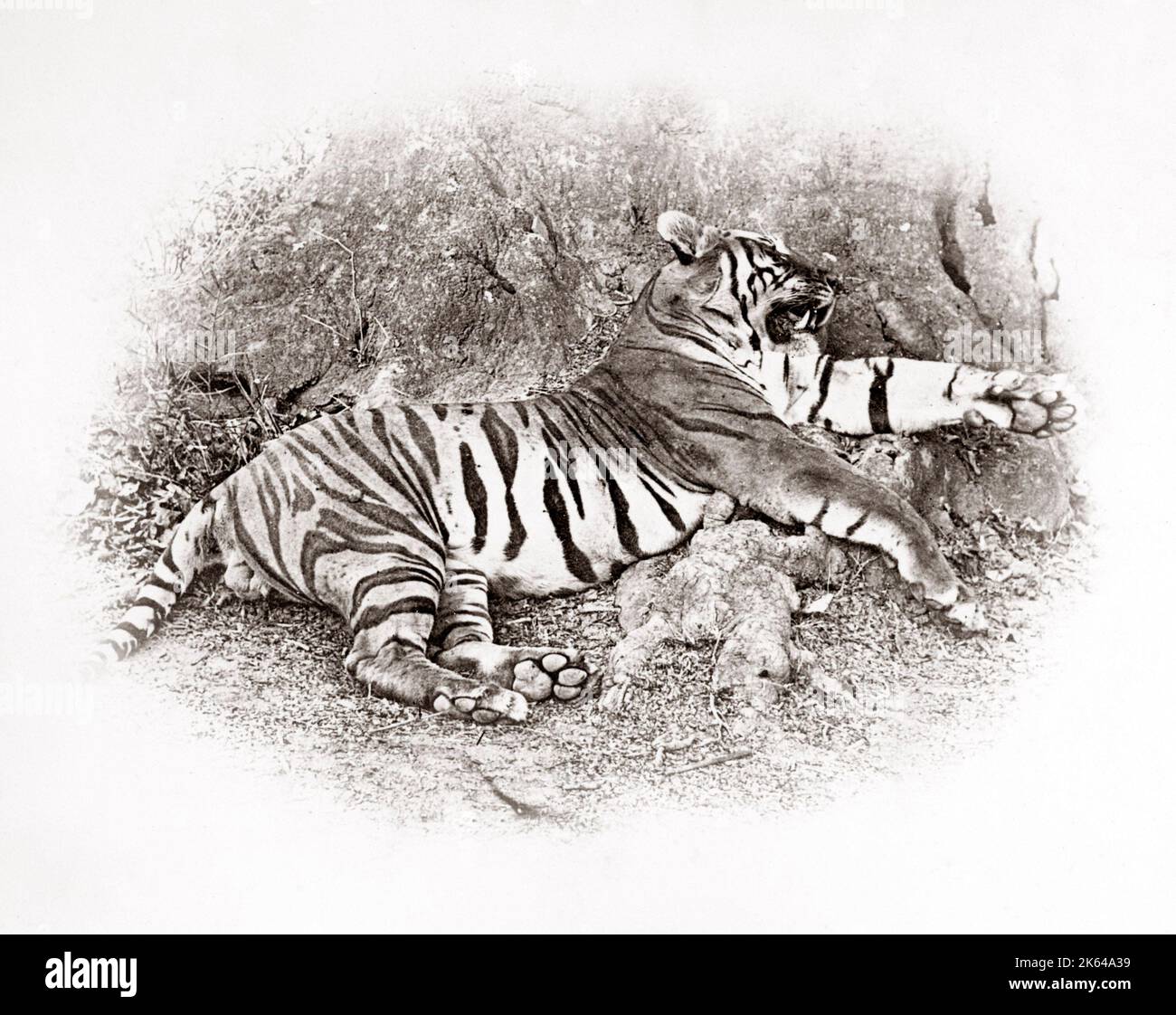 Tiger Hunt Serie von Colonel Willoughby Wallace Hooper, 1837-1912, fotografiert in den 1870er Jahren. Eines von 10 aufgeführten Bildern. Stockfoto