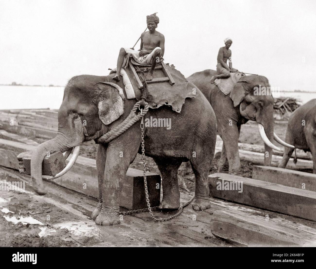 Arbeitender Elefant, Holzhof, Burma, Indien, um 1880, Myanmar. Stockfoto