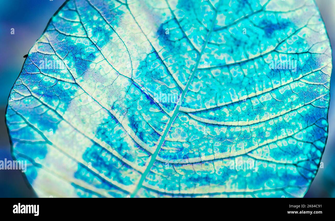 Macro Leaf Backgrounds / Covers (Copyspace) Stockfoto