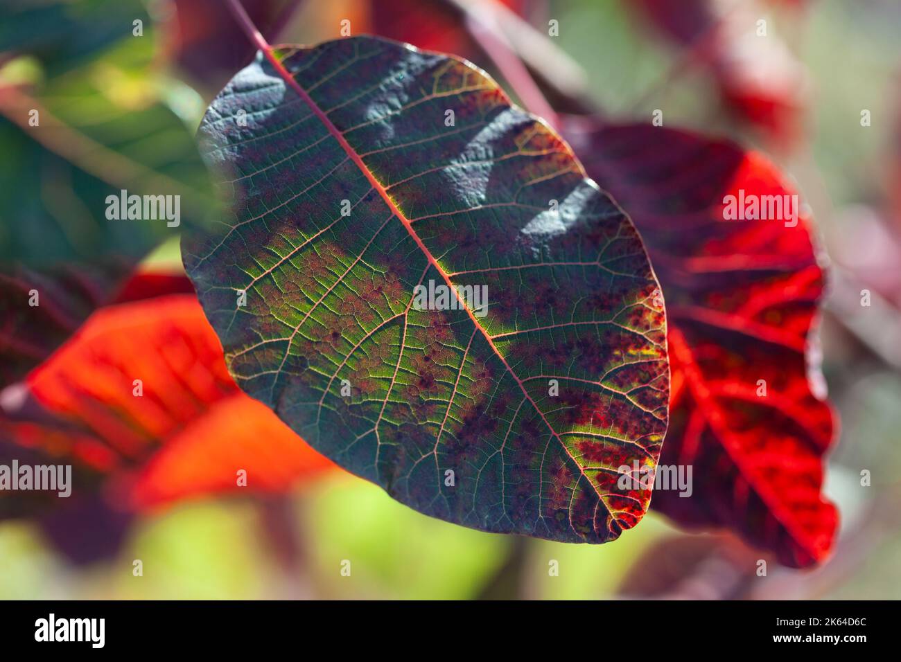 Hintergrundbeleuchtetes Blatt, Cotinus × dummeri 'Grace' Stockfoto