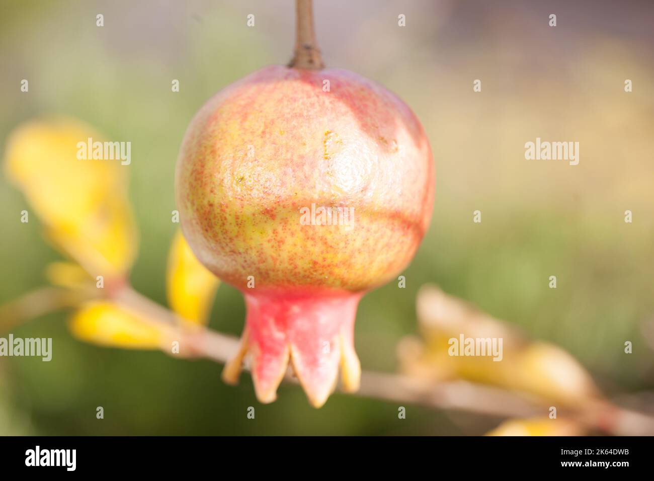 Frische reife Granatapfelfrüchte wachsen auf einem Granatapfelbaum (Punica granatum) . Stockfoto
