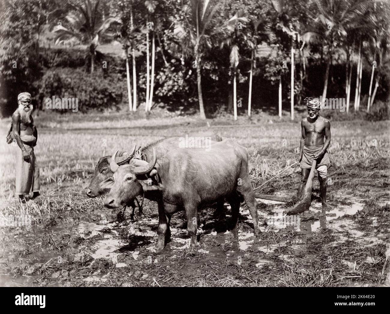 Vintage 19. Jahrhundert Foto: Pflügen ein Feld für Getreide mit Ochsen, Indien oder Ceylon, Sri Lanka Stockfoto