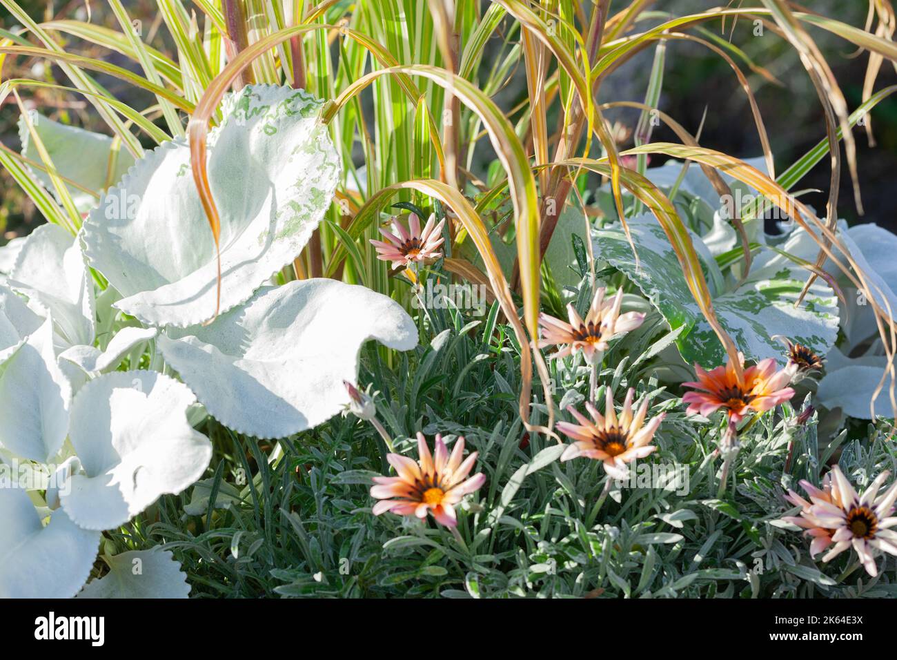 Garden Designs - Nahaufnahme einer Vielzahl von schönen Containerpflanzen, die in einem Essex Garden wachsen. Stockfoto