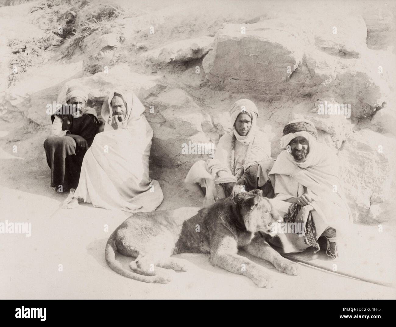 Vintage 19. Jahrhundert Foto: Zahmen Löwen an einer Leine mit Coller, mit der Aufschrift "der Löwe des Marabout" Algerien. Ein Marabout ist ein muslimischer Religionsführer und Lehrer in Westafrika und im Maghreb. Der Marabout ist oft ein Gelehrter des Qur'an oder religiöser Lehrer. Stockfoto