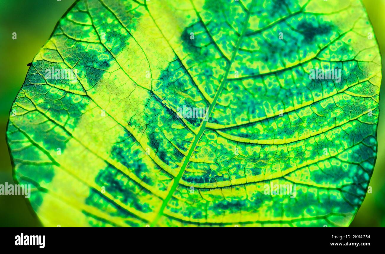 Macro Leaf Backgrounds / Covers (Copyspace) Stockfoto