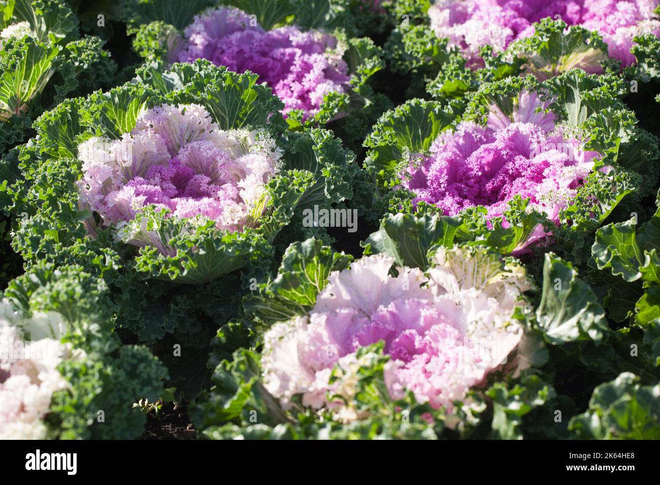 Farbenfrohe, frische Ornamental-Cabbages und Kales (Brassicas) wachsen in einem britischen Garten Stockfoto