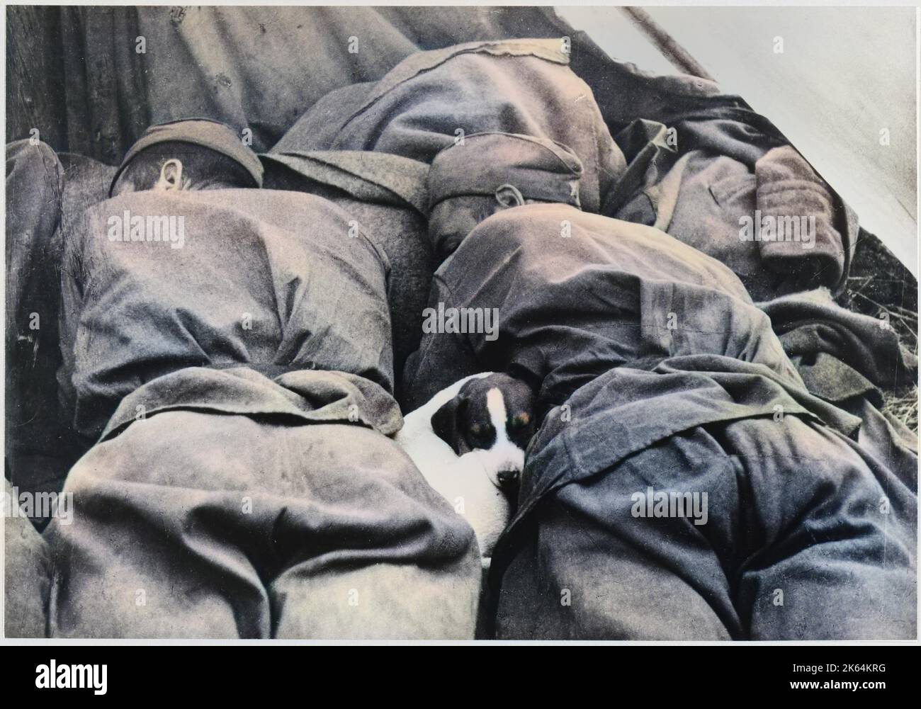 Sowjetische Soldaten werden von einem streunenden Hund angefreundet. Stockfoto