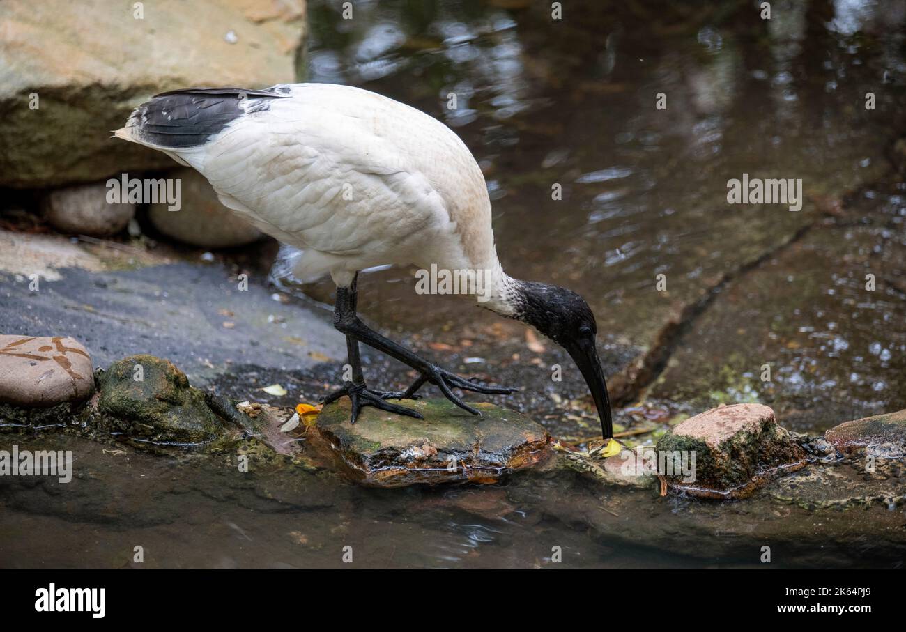 Ein australisches White Ibis (Threskiornis molucca) Trinkwasser im Featherdale Wildlife Park in Sydney, NSW, Australien. (Foto von Tara Chand Malhotra) Stockfoto