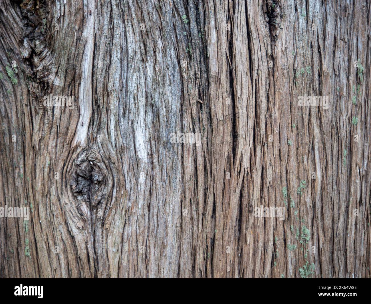 Baumrinde mit Ästen. Gerippte Rinde eines südlichen Baumes. Hintergrund aus natürlichem Material Stockfoto