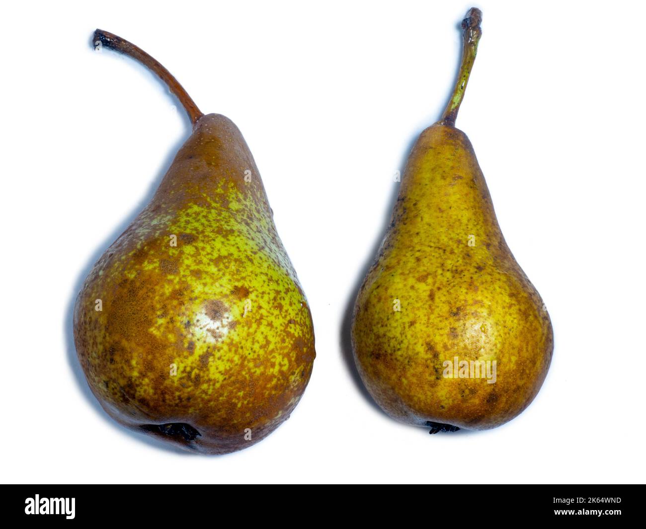 Zwei Birnen auf weißem Hintergrund. Eine der Sorten von Birne. Südliche Früchte. Plantagenernte. Aus dem Garten. Gelbe Birne isolieren Stockfoto