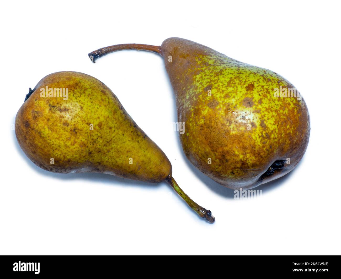 Zwei Birnen auf weißem Hintergrund. Eine der Sorten von Birne. Südliche Früchte. Plantagenernte. Aus dem Garten. Gelbe Birne isolieren Stockfoto