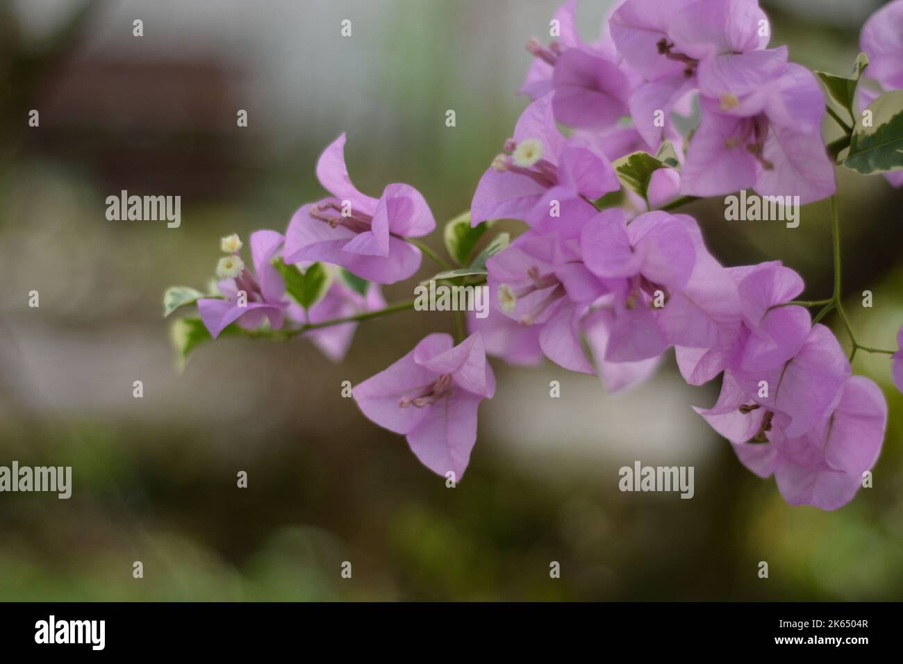 Eine Nahaufnahme einer rosa Waldschnepfpflanze vor einem unscharfen Hintergrund unter Sonnenlicht Stockfoto