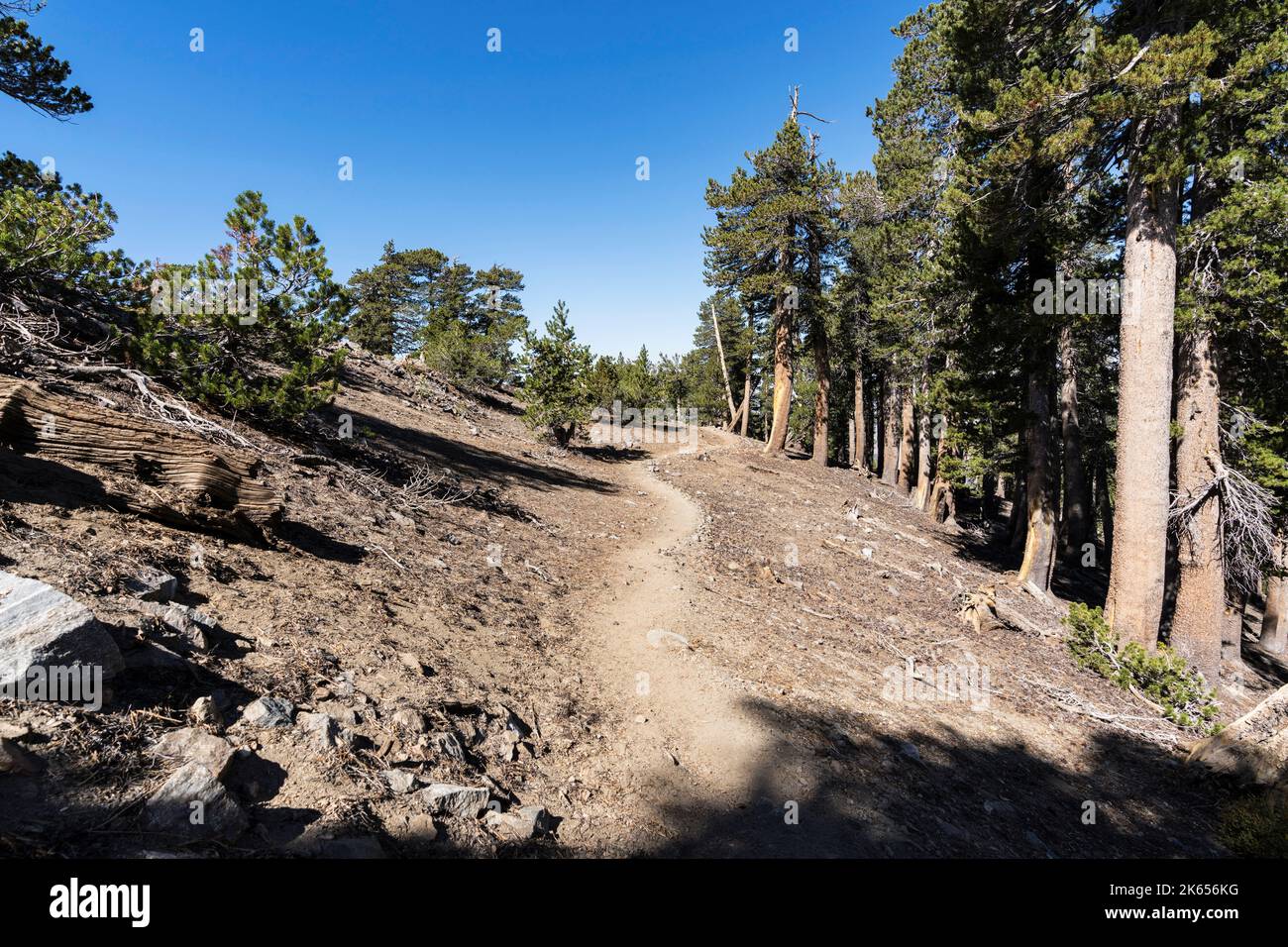 Schlängelnde Strecke in der Nähe der Gipfel von Mt Burnham und Mt Baden Powell in den San Gabriel Mountains in der Nähe von Los Angeles, Kalifornien. Stockfoto