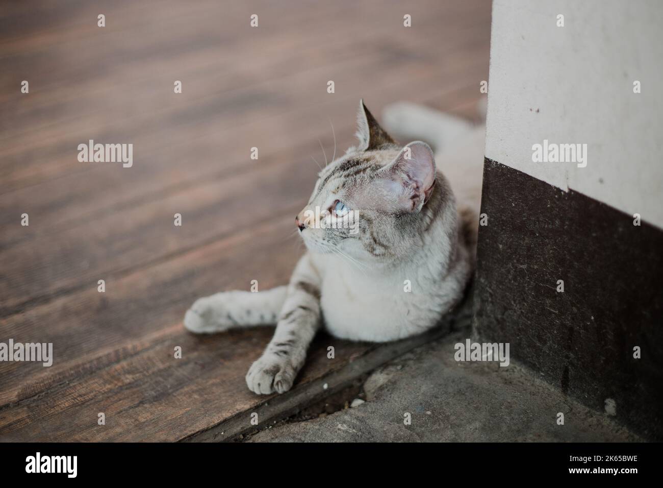 Ein gekreuztes Kätzchen, das die Kamera anschaut. Konzept von Haustieren. Stockfoto