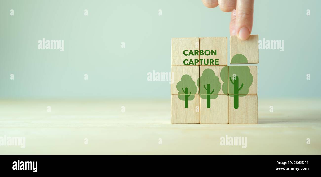 Konzept zur Kohlenstoffabscheidung und -Speicherung. Cabon-Offset und Reduzierung des Ziels von CO2. Die Netto-CO2-Bilanz neutralisiert die Entwicklungsstrategie. Wiederaufforstung, Natur Stockfoto