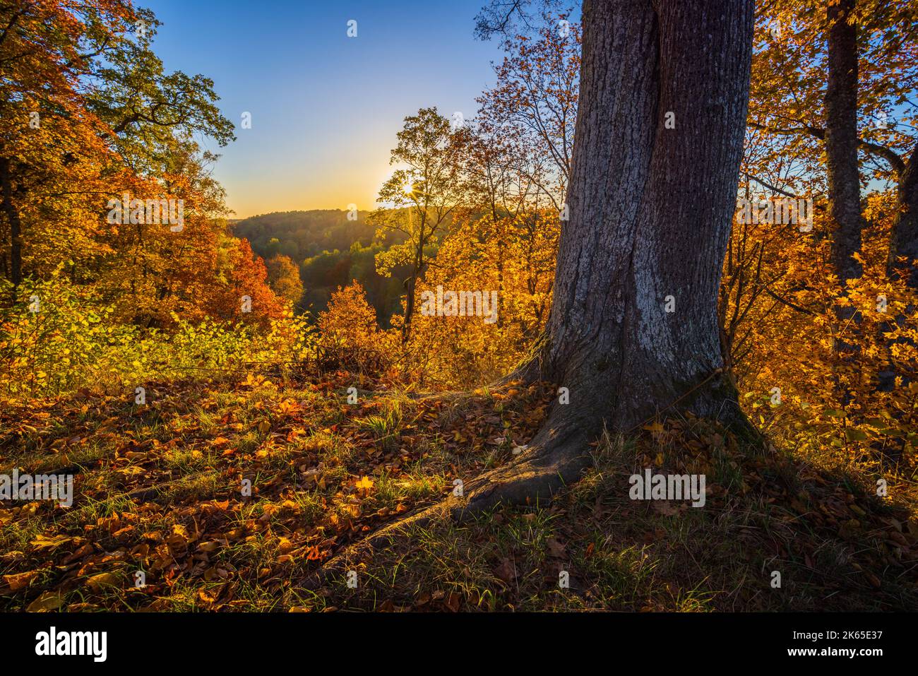 Goldene Herbstlandschaft mit Sonnenuntergang, Duksta Park Stockfoto