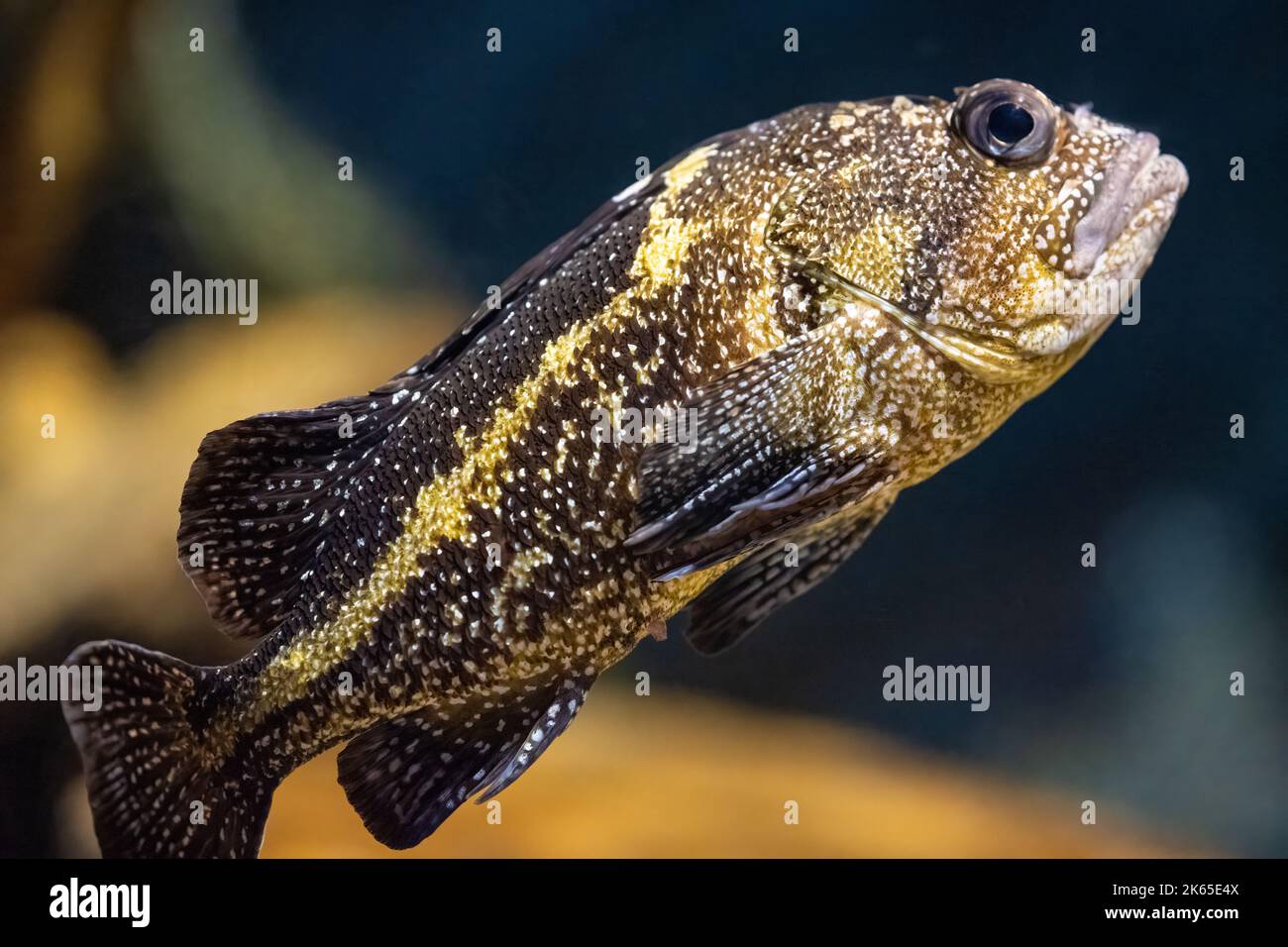 China-Steinfisch (Sebastes nebulosus), auch Gelbstreifen-Steinfisch oder gelbfleckiger Steinfisch genannt, im Georgia Aquarium in Atlanta, Georgia. (USA) Stockfoto